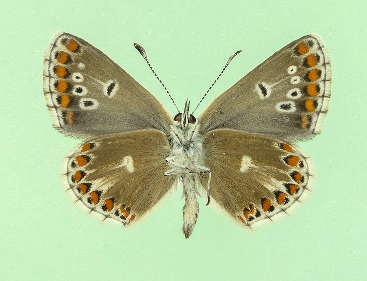Aricia agestis male (aberrant obsoleta) (Internet Image property of respective owner, non-commercial use only)